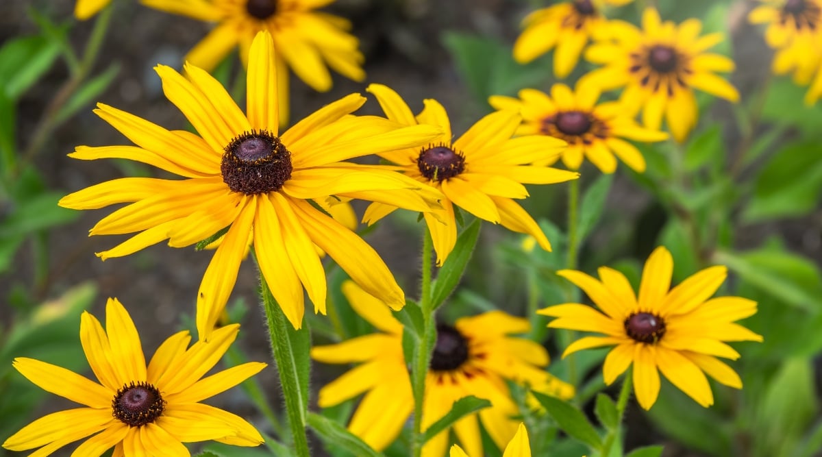 A group of bright yellow Rudbeckia fulgida flowers with dark brown center