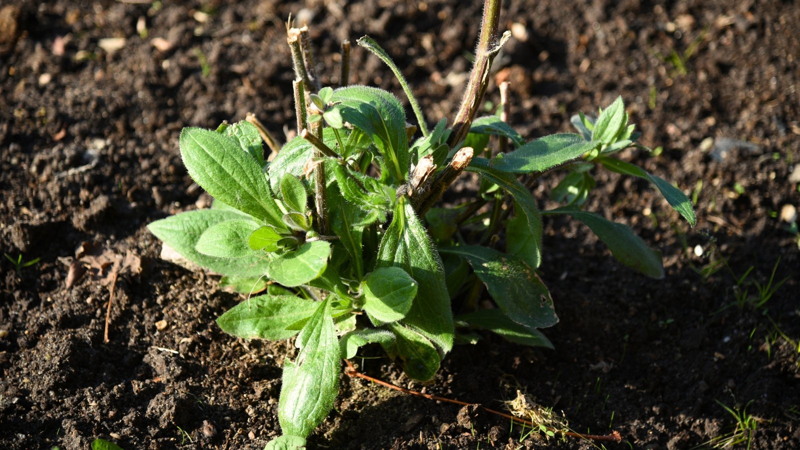 Close-up of a young Rudbeckia plant with small, lance-shaped leaves with serrated edges, arranged alternately along the stems.