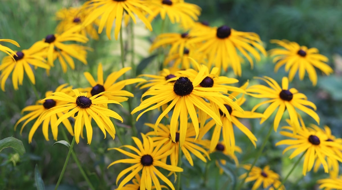 Close-up of a blooming Rudbeckia hirta in a garden, against a blurred green background. The plant forms groups of upright stems, with simple, alternate leaves. The leaves are hairy, rough to the touch, lanceolate in shape with serrated edges, dark green in color. Rudbeckia hirta produces stunning daisy-like flowers. Each flower consists of a conspicuous dark brown or black center known as a cone or disc surrounded by bright yellow petals.