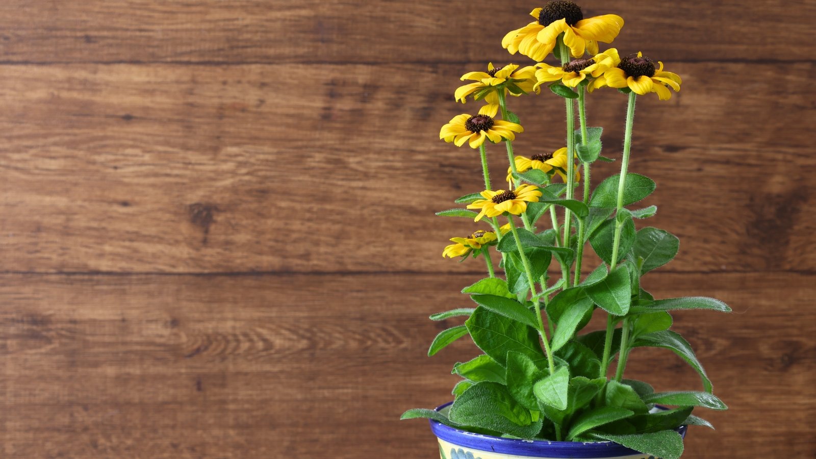 Close-up of a Rudbeckia plant, featuring vibrant yellow daisy-like flowers adorned with prominent black cone-shaped centers, thriving in a large ceramic pot.