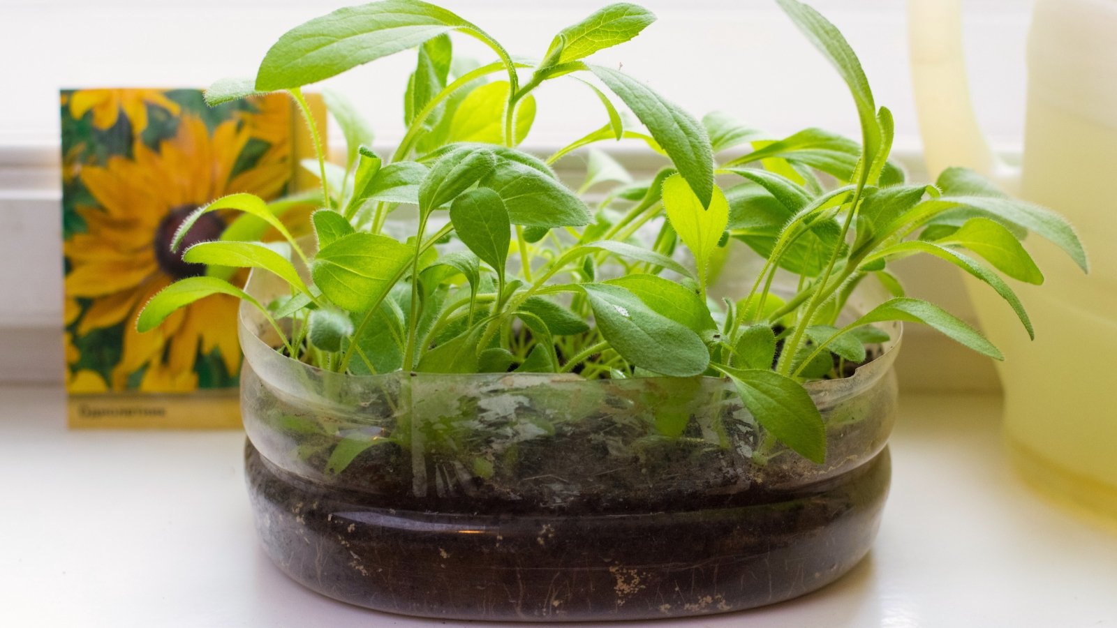 Close-up of Rudbeckia seedlings with delicate, slender stems adorned with pairs of small, oval-shaped leaves in a plastic pot on a white windowsill with a packet of seed on a blurred background.