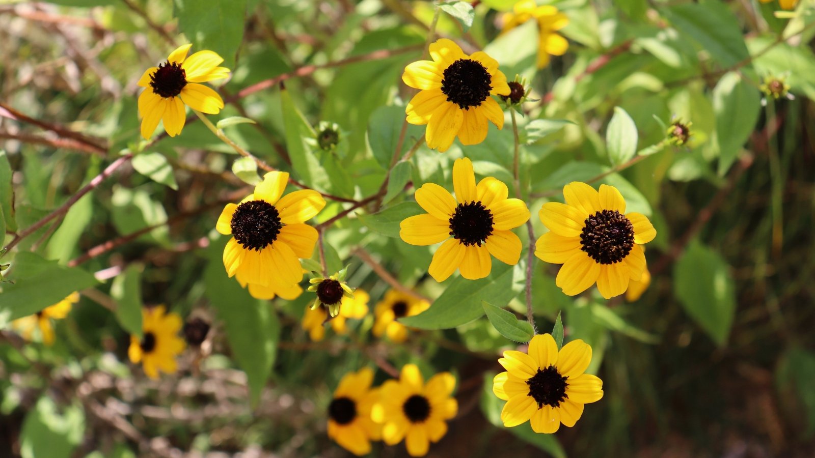 Close-up of flowering Rudbeckia triloba plants showing slender, branching stems adorned with hairy, triangular leaves, and produces clusters of small, golden-yellow flowers with dark centers.