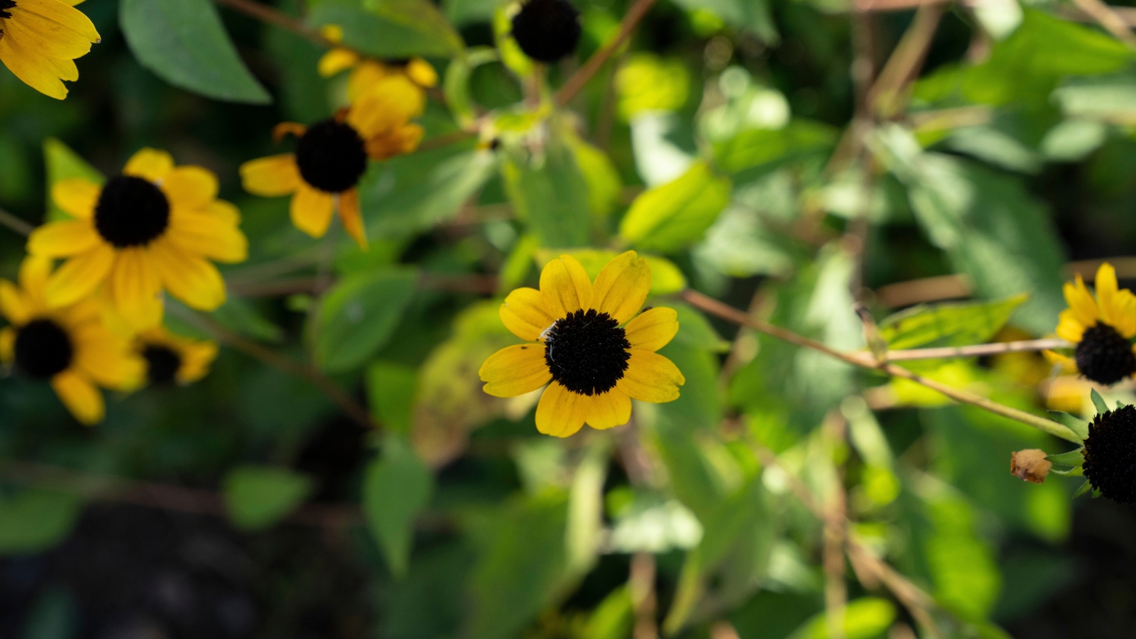 Close-up of Brown Eyed Susan flowers that boast golden-yellow petals surrounding a dark brown center.