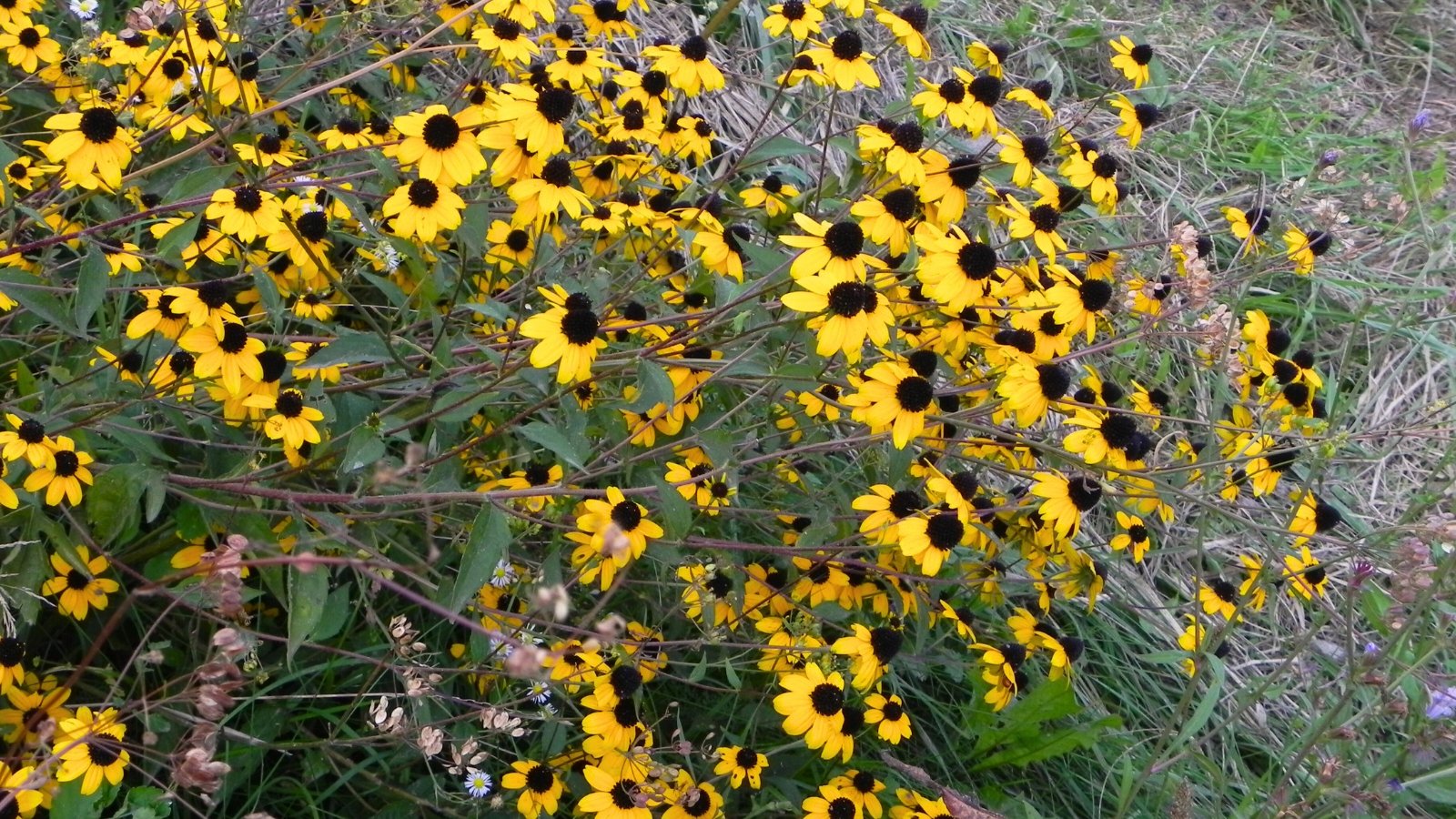 Close-up of flowering Rudbeckia triloba plants in their natural environment, producing finely branched, hairy stems bearing daisy-like yellow flowers with dark brown cone-shaped centers.