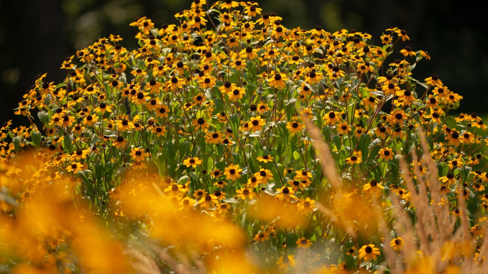 Close-up of Rudbeckia triloba plant which showcases robust, branching stems adorned with deeply lobed, coarse-textured leaves, and it produces abundant clusters of vibrant yellow flowers with prominent dark centers.