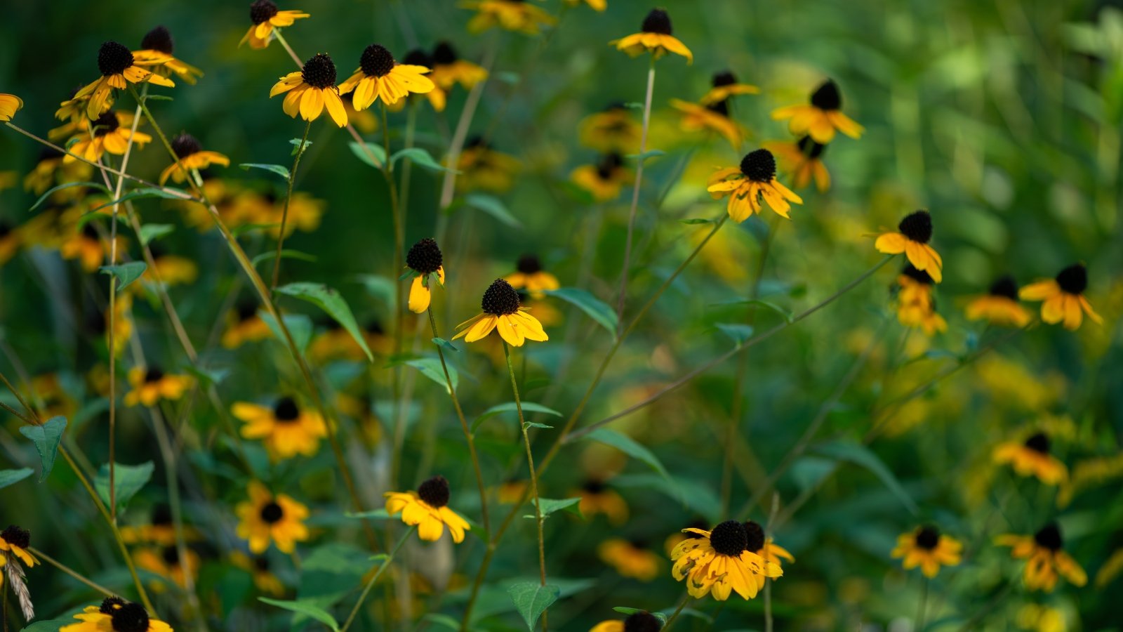 Close-up of flowering Rudbeckia triloba plants, featuring slender stems adorned with small daisy-like yellow flowers with prominent black cone-shaped centers, set against a blurred green background.