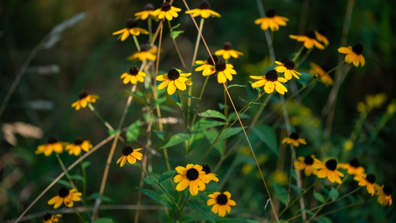 Rudbeckia triloba presents slender, branching stems bearing deeply lobed leaves and clusters of vibrant yellow flowers with dark centers, resembling miniature sunflowers.