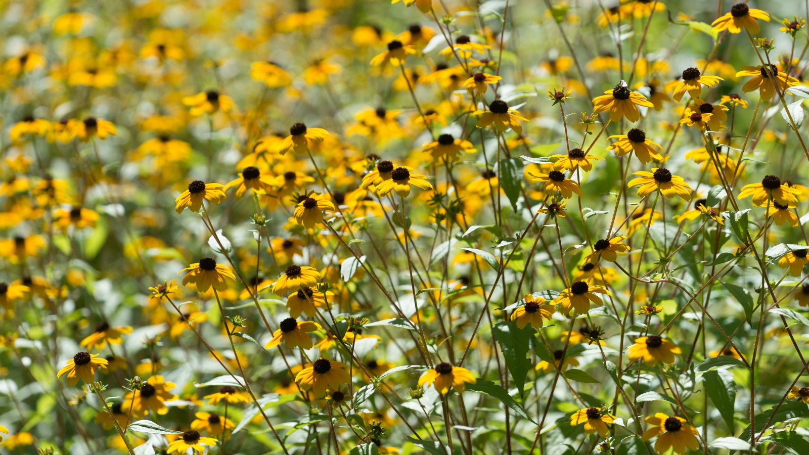 Rudbeckia triloba in bloom at the sunny garden forming branched thin stems with hairy, triangular leaves and clusters of small, golden-yellow flowers with dark centers.