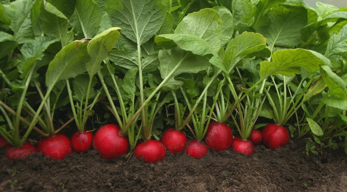 Close-up of a growing Rudolf radish on a garden bed. The Rudolf radish is a bright red, ball-shaped radish with white flesh that is crispy and slightly spicy. Oval, green, lobed leaves form at the tops of the roots into a beautiful rosette.