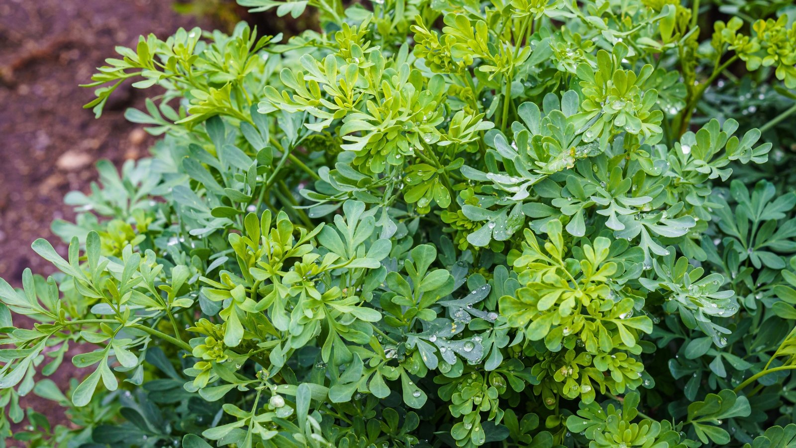 Close-up of the Rue plant featuring finely divided, fern-like foliage with a bluish-green coloration and distinctively downy undersides.