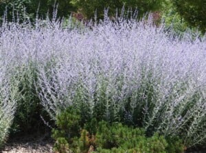 Russian sage will be more compact and floriferous after the Chelsea chop.