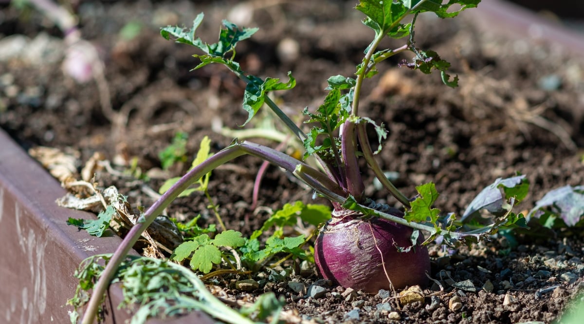 A rutabaga stands alone in a soil bed, its purple skin catching the light. The wilted green leaves on top tell a story of growth, while their fading vibrancy contrasts with the root's rich hue.