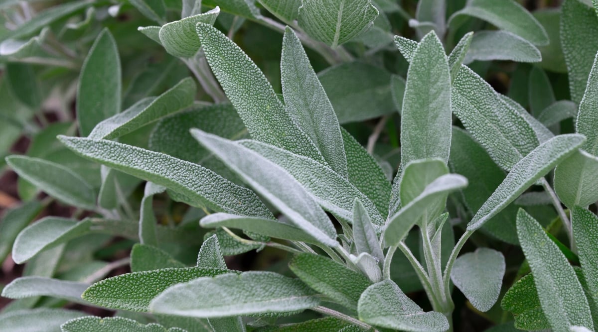 Close-up of a sage plant in the garden. It is a perennial herbaceous plant with woody stems with greyish-green, square-shaped leaves covered with fine hairs, giving them a soft, velvety texture. The leaves are oblong and lanceolate.