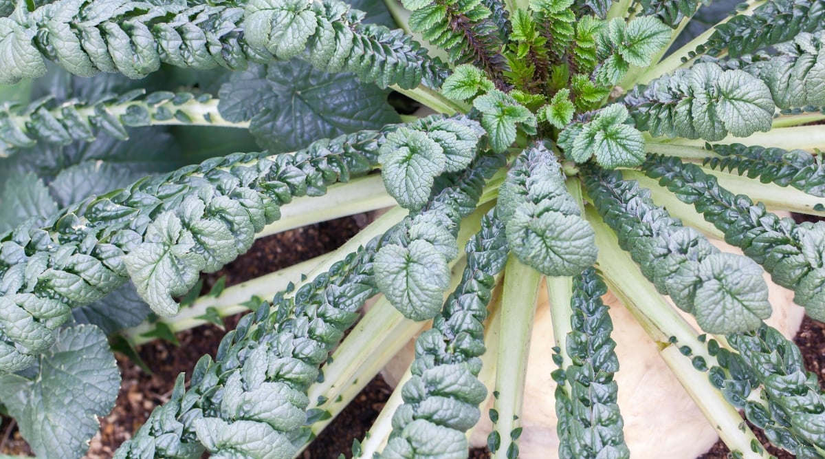 Close-up, top view of a growing Sakurajima Mammoth radish in the garden. The Sakurajima Mammoth radish produces a massive white globe-shaped root. The leaves are large and elongated, reminiscent of lettuce leaves, and have a slightly wrinkled texture. The leaves are dark green in color and have a mild, slightly bitter taste.