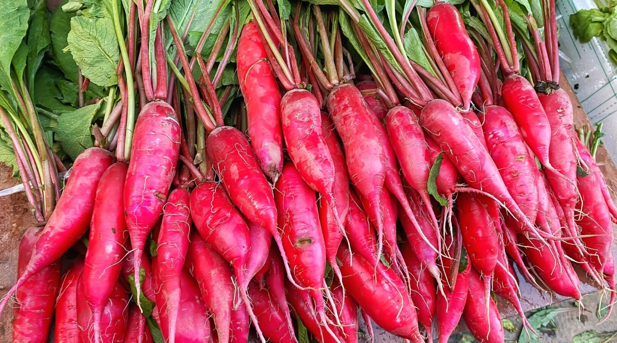 Close-up of many ripe Salad Rose radish roots in a corton box outdoors. This long and narrow radish has a bright pink-red skin.