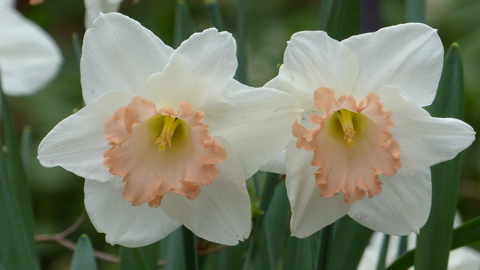 A close-up of Salome daffodils featuring white blooms burst forth with vitality, their trumpet-shaped, pink centers commanding attention. The sturdy stems rise proudly, supporting the cheerful blossoms as they sway in the breeze. Broad, green leaves cascade gracefully, framing the scene with verdant elegance.