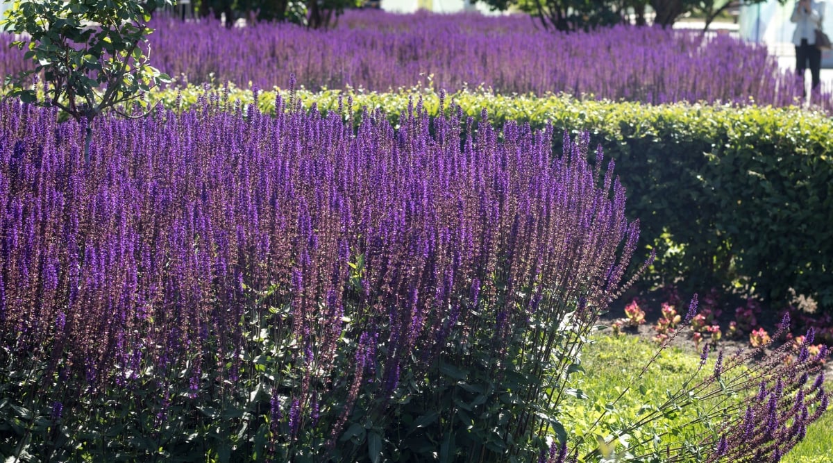 a dense group of Salvia flowers with purple tubular flowers growing on long stems in a garden.