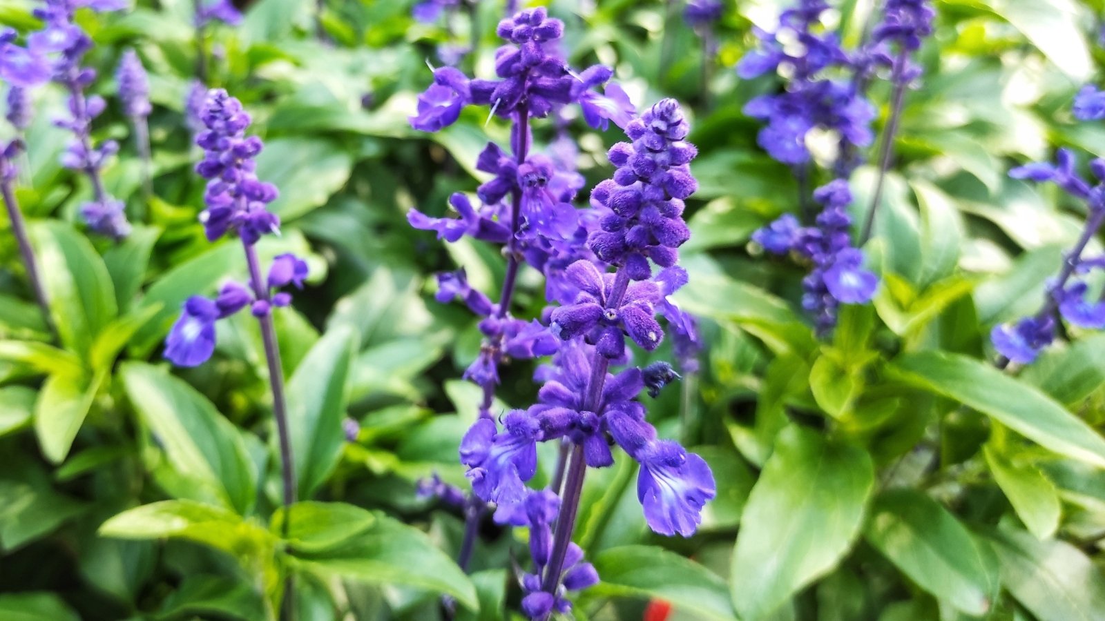 Purple mealycup sage blooms tower gracefully, while a lush carpet of leaves sprawls beneath, forming a verdant tapestry at the feet of the majestic floral display.