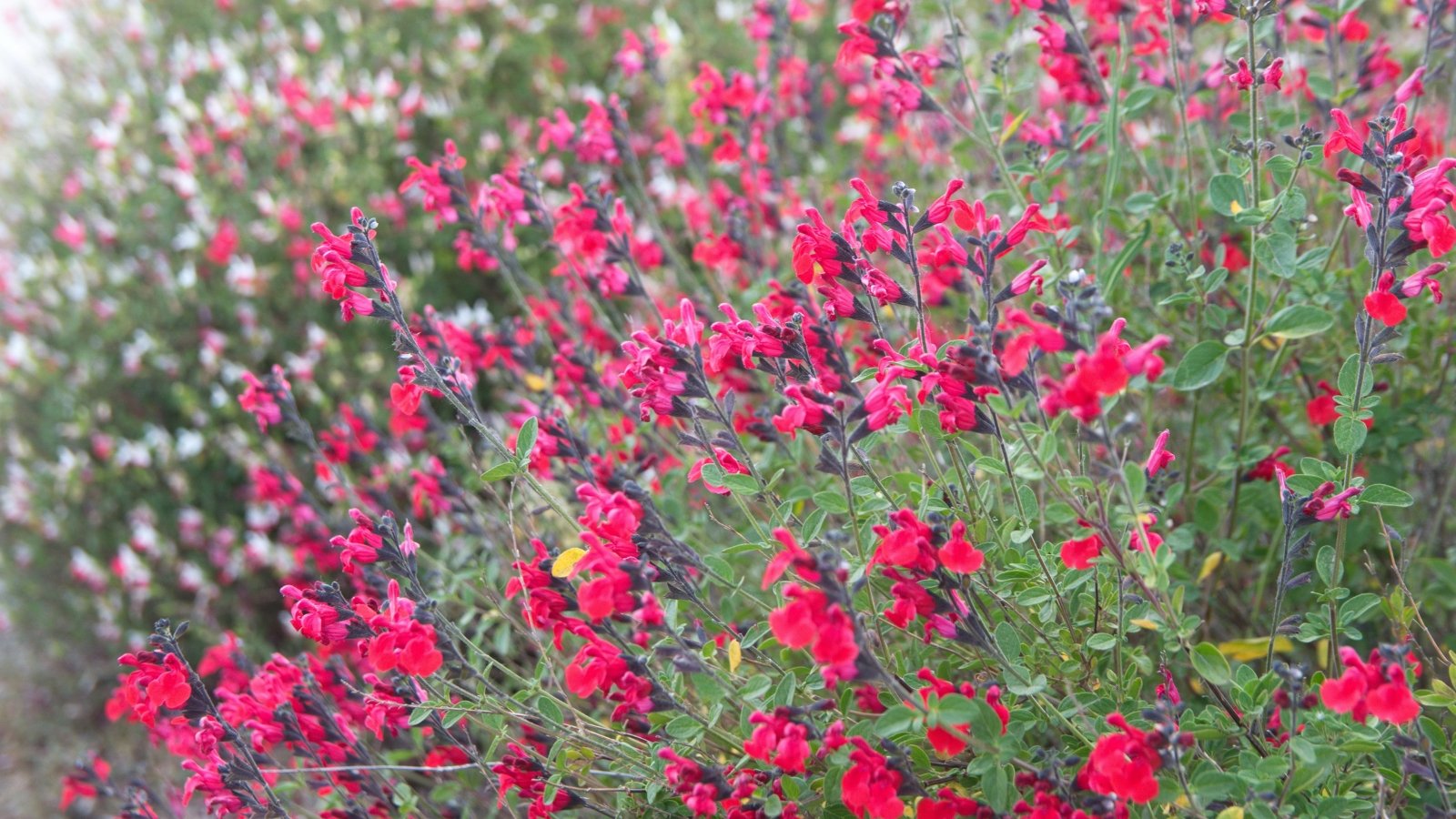 Salvia greggii 