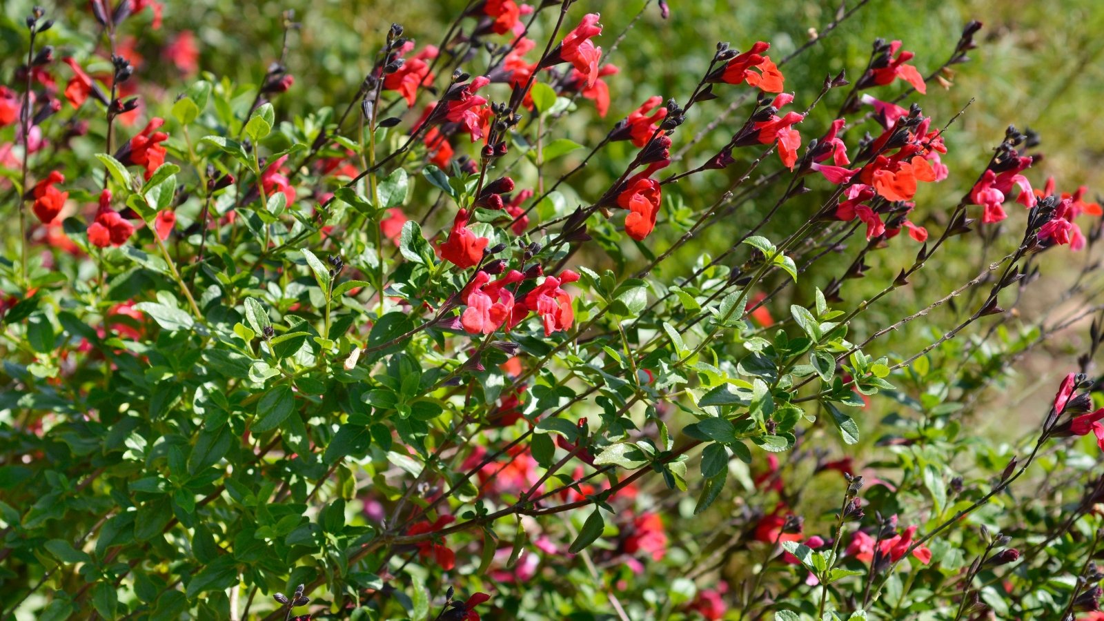 Autumn Sage displays slender, serrated leaves of silvery-green hue, contrasting beautifully with its profusion of tubular flowers in scarlet hues blooming on long thin purple-green stems.