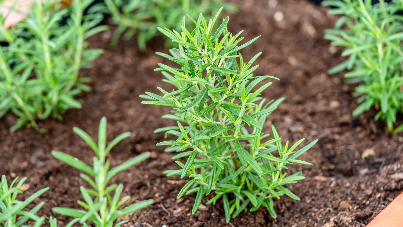 Young Rosemary plants grow in a raised bed and present needle-like leaves arranged densely along woody stems.