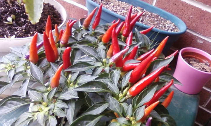 Sangria Ornamental Peppers