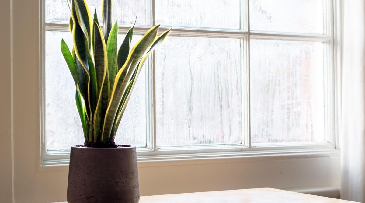 Snake Plant Growing Near Large Window