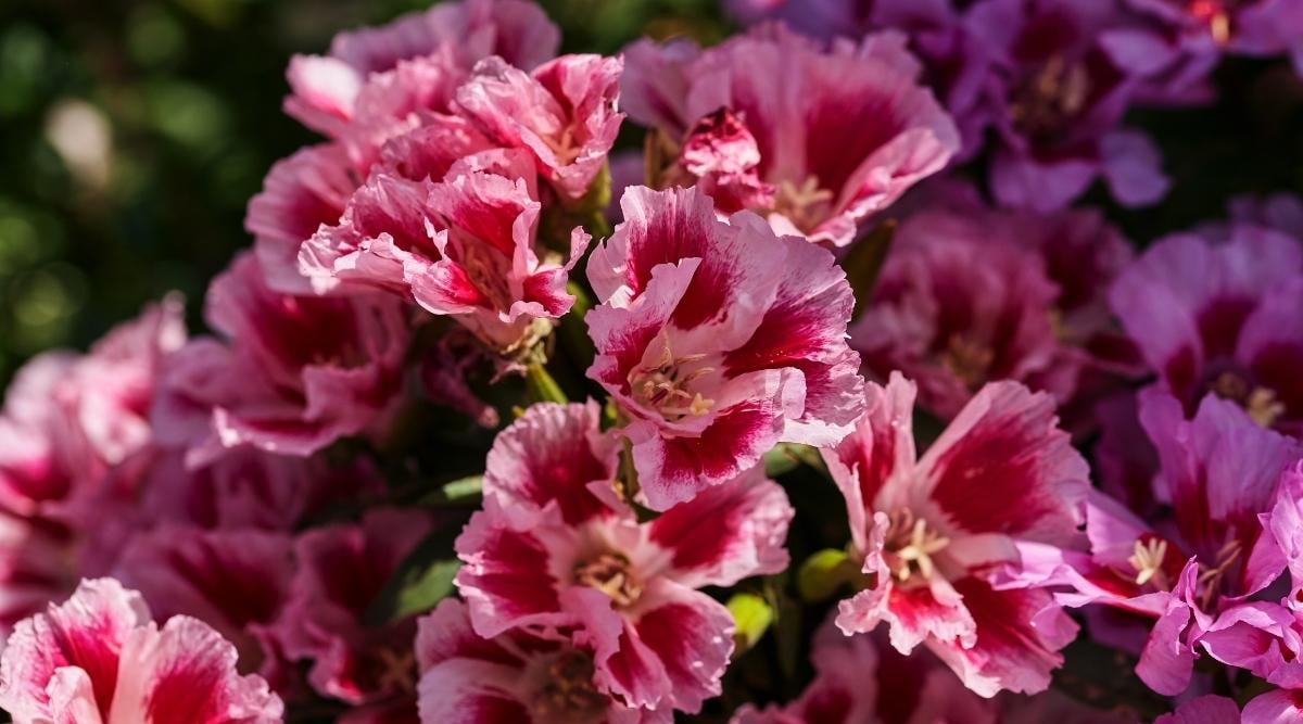 Satin Flower