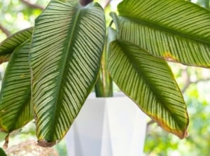 save overfertilized plants. Close-up of Calathea Orbifolia in a large white pot outdoors. The plant has damaged leaves due to overfertilization. Calathea Orbifolia is a stunning tropical plant known for its large, oval leaves adorned with intricate patterns of silvery-green stripes that radiate from the central vein. Each leaf showcases a blend of light and dark green hues. The tips of the leaves are brown and dry.