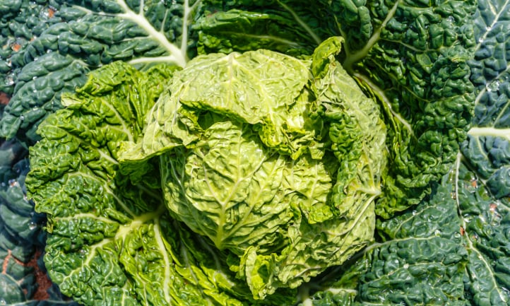 Savoy cabbage