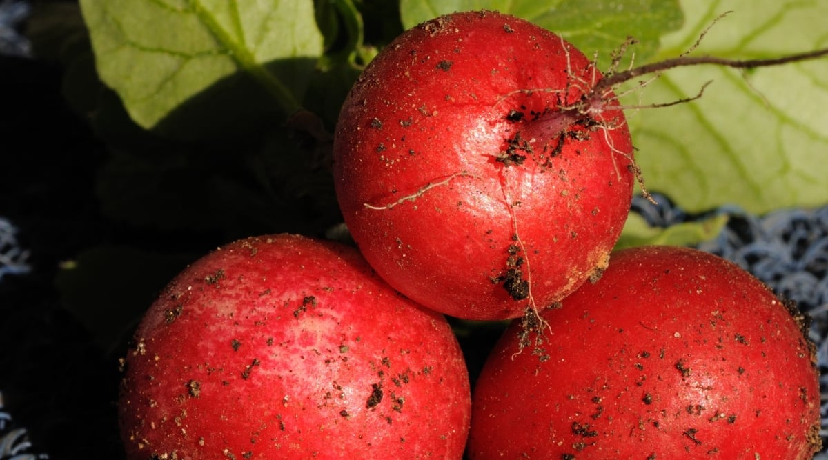 Close-up of a freshly harvested Saxa 2 radish with soil residue. Radish Saxa 2 is a small, round variety with red skin and crisp white flesh.