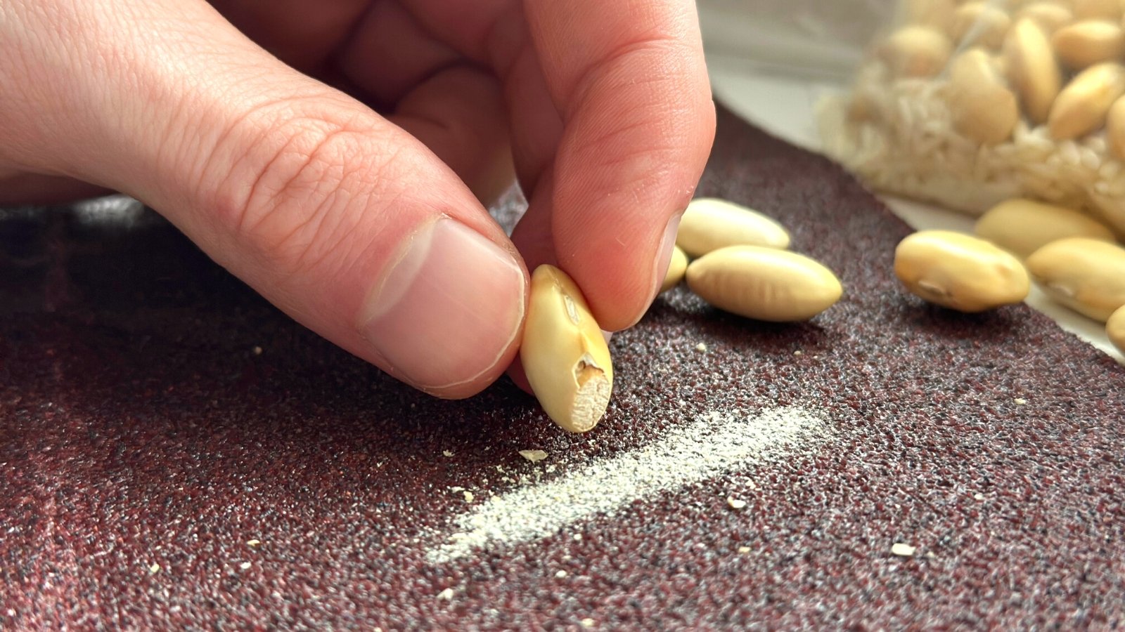 Scarify seeds. Close-up of a man's hand scarifying bean seeds with sandpaper on a white table. Sandpaper is a rough-textured material commonly used for smoothing or shaping surfaces through abrasion. The surface of sandpaper feels coarse and gritty to the touch and has a brownish-burgundy tint. Bean seeds are oval, with a smooth surface and a firm texture. They are cream-colored with a glossy surface. The man rubs the seed on sandpaper, leaving a strip of small powder-like remains of the seed shell.