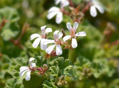 Close-up of a flowering Pelargonium x fragrans ‘Nutmeg’ plant, one of the popular species of scented leaved geraniums. It is a charming cultivar distinguished by its compact growth habit and fragrant foliage. Its leaves are deeply lobed and rich green, with a distinctive nutmeg scent. Delicate clusters of small, white flowers adorn the plant.