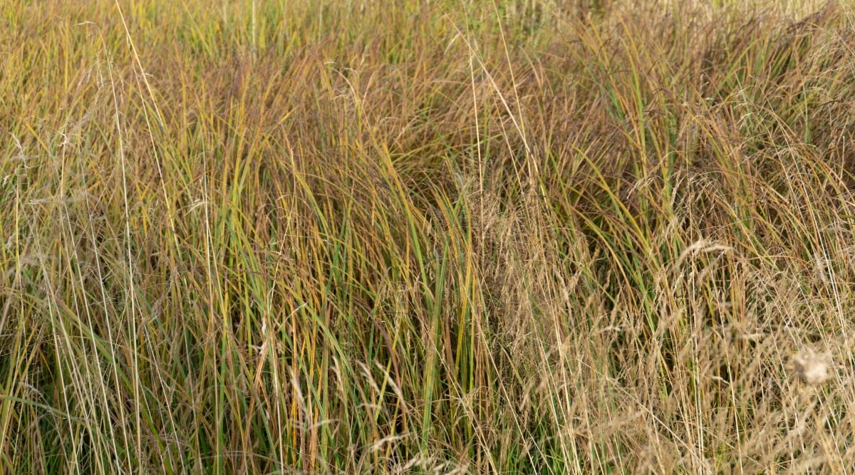 A field of little bluestem grasses sways gently in the breeze. The varied colors of the grasses blend together, creating a beautiful palette of green, yellow, and brown that adds depth and texture to the landscape.
