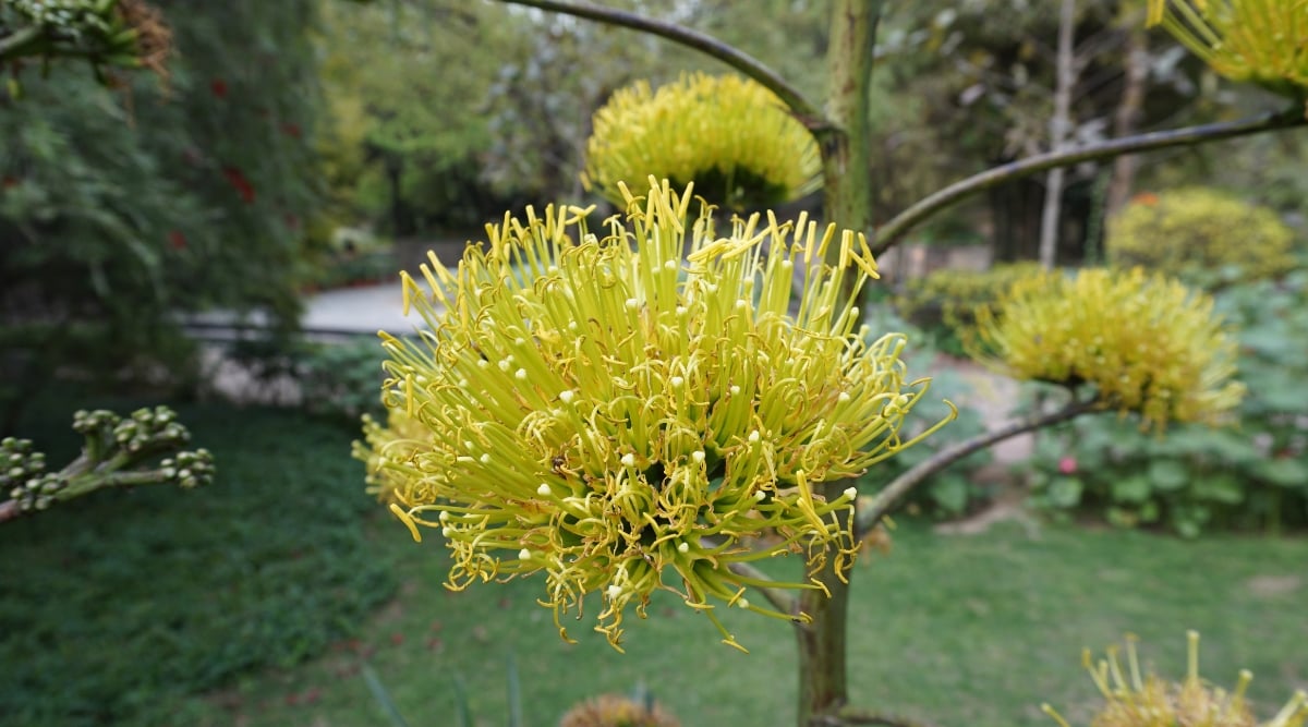 A close-up highlights the intricate beauty of a Golden Flowered Century Plant, with its graceful branches adorned by golden-hued flowers. Against a serene garden backdrop, the plant emanates tranquility, creating a captivating scene of nature's elegance and vibrant colors.