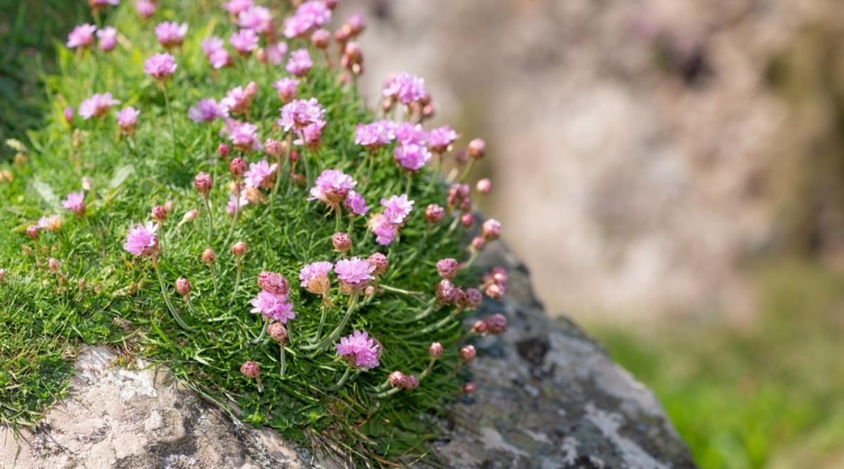 Sea Thrift