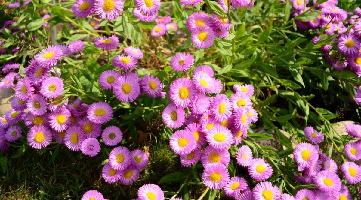 Seaside Daisy