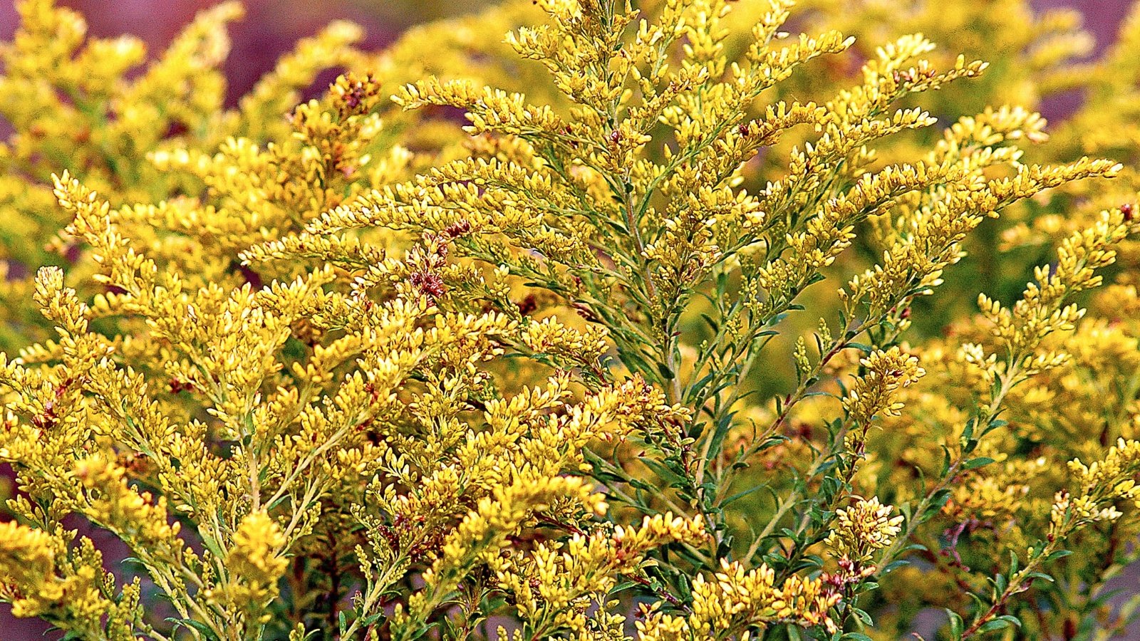 A cluster of Seaside goldenrod flowers bathes in the warm sunlight, their vibrant yellow petals stretching towards the sky. In the background, a soft blur accentuates more seaside Goldenrod blooms.