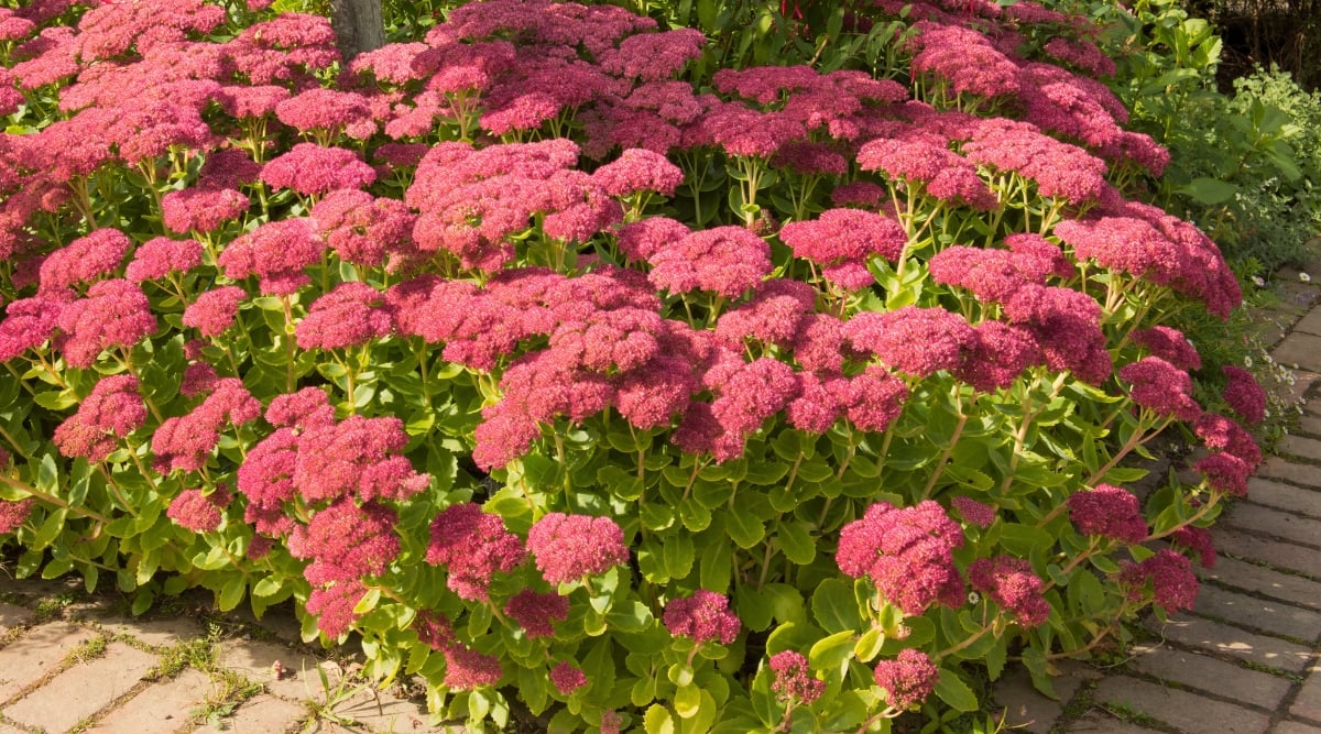 Sedum plant with flower clusters in a lovely shade of pink, atop tall stems, with big leaves.