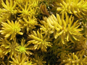 Sedum angelina