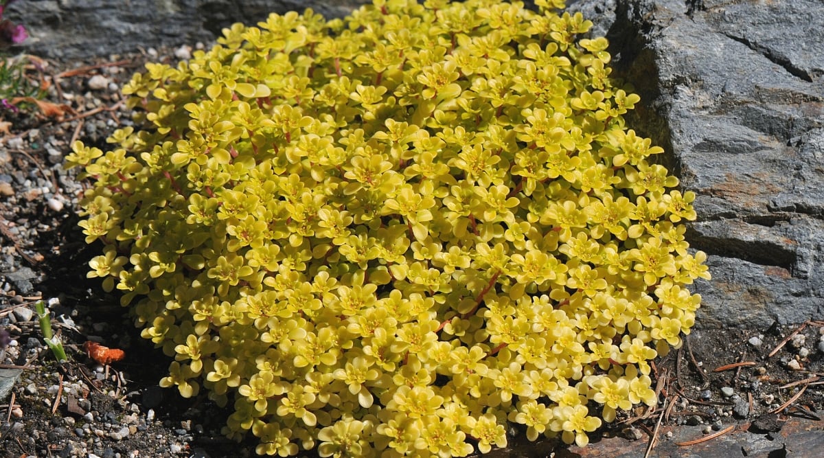 Close-up of Sedum makinoi 'Ogon' in a rock garden. Its small, succulent leaves are fleshy and spoon-shaped, showing a brilliant golden-yellow color. The foliage forms are dense, cascading mats, creating a visually appealing carpet.