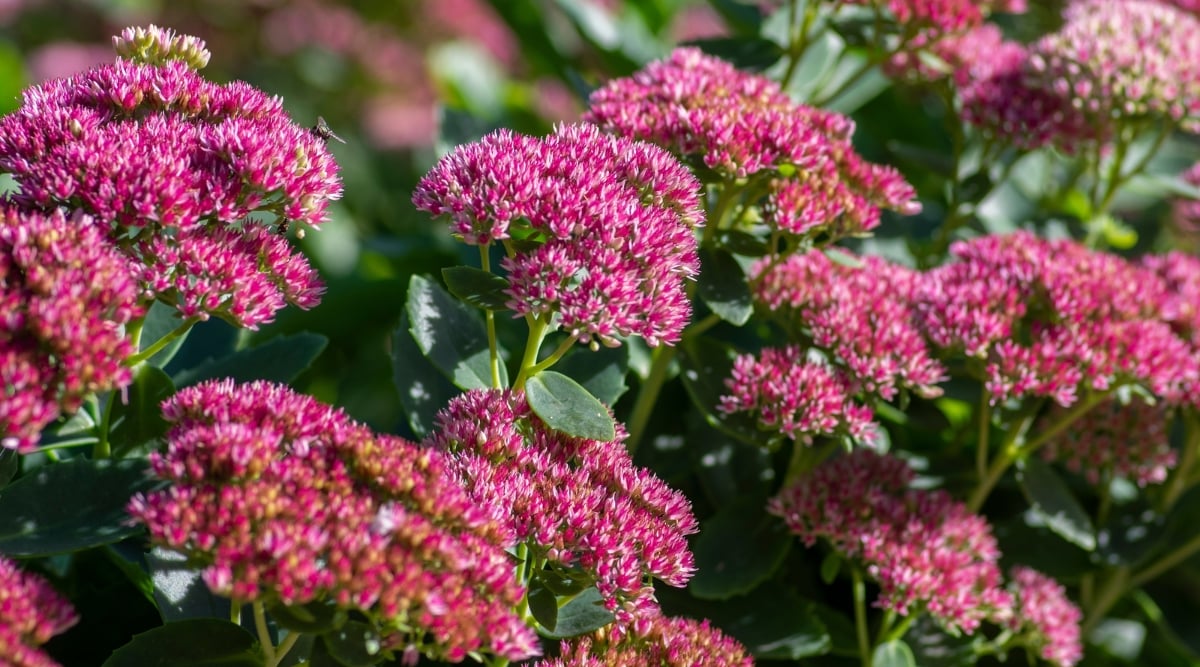 Close-up of blooming Stonecrop sedum in a sunny garden. The plant produces upright, succulent stems covered in fleshy, thick, lance-shaped, dark green leaves. Stonecrop sedums produce dense clusters of star-shaped flowers in a rich pink hue.