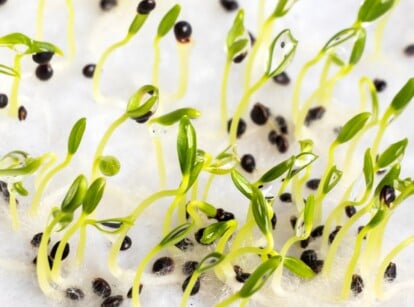 Many tiny green seedlings sprout from dark brown seeds on a moist, white paper towel.