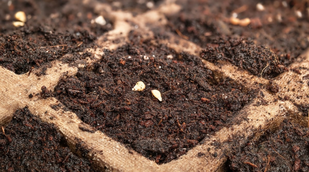 Seed starting mix indoor garden with seeds atop the container. Small cherry tomato seeds are fresh plantings in a cardboard seed starting tray with moist, dark soil.