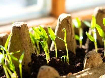 Seed starting on a budget. Close-up of young seedlings in egg carton on a wooden windowsill under sunlight. Cardboard packaging for eggs is a rectangular tray with deep round cells filled with soil mixture. The seedlings are small, consisting of short green stems with a pair of narrow, thin, bright green cotyledons.