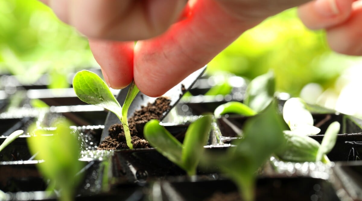Dispelling seedling myths. Close-up of a gardener's hand adding potting mix to a young seedling in a starter tray. The young seedling has a short green stem with two small oval smooth cotyledons of a delicate green color.