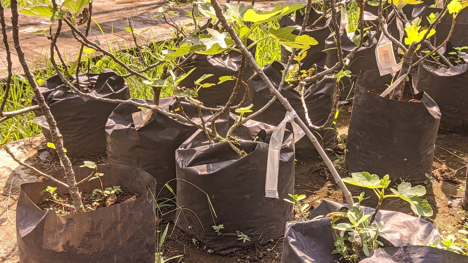 Black plastic bag pots contain thriving fig saplings, their verdant leaves stretching towards the sky. Bathed in sunlight, the foliage glows, casting intricate shadows on the textured surface of the bags, a testament to nature's resilience and adaptability.