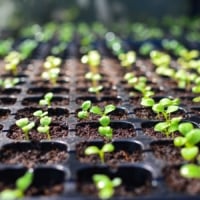 Seedlings Growing in Containers