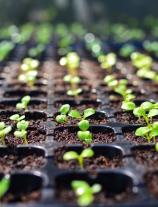 Seedlings Growing in Containers