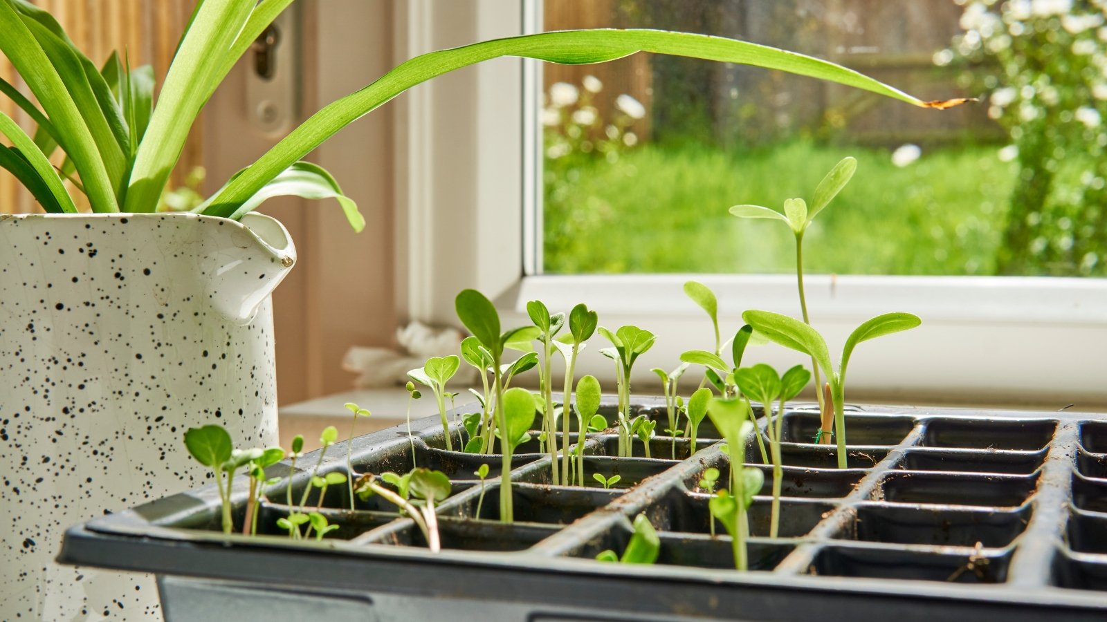 Seedlings in black trays with tender stems and small leaves placed on a windowsill with natural light.